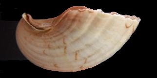 Pecten erythraeensis